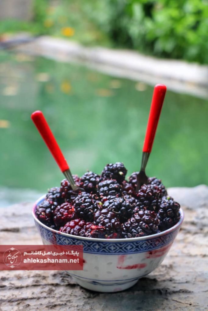 گزارش تصویری از برداشت شاتوت برزک کاشان
