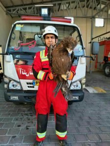 زنده گیری عقاب در کاشان توسط آتش نشانان کاشانی